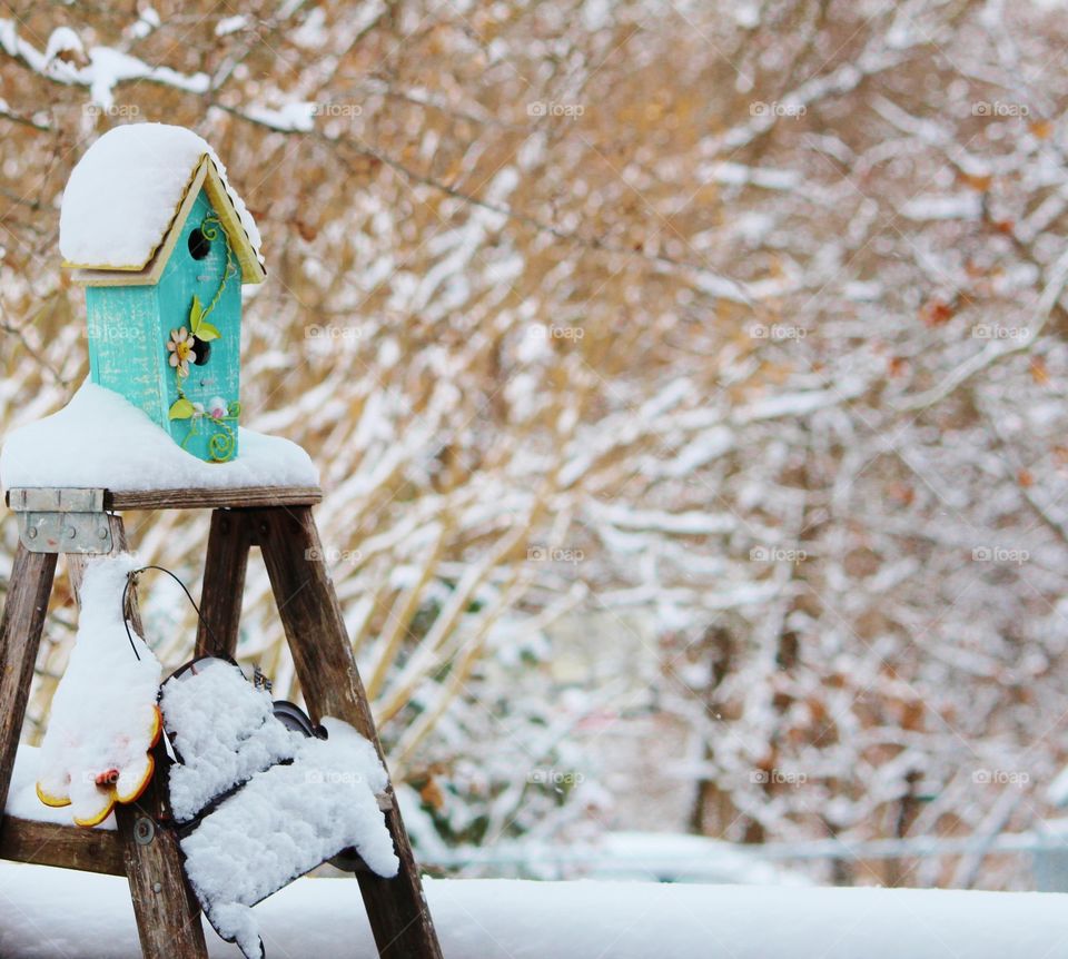 Snowy Backyard