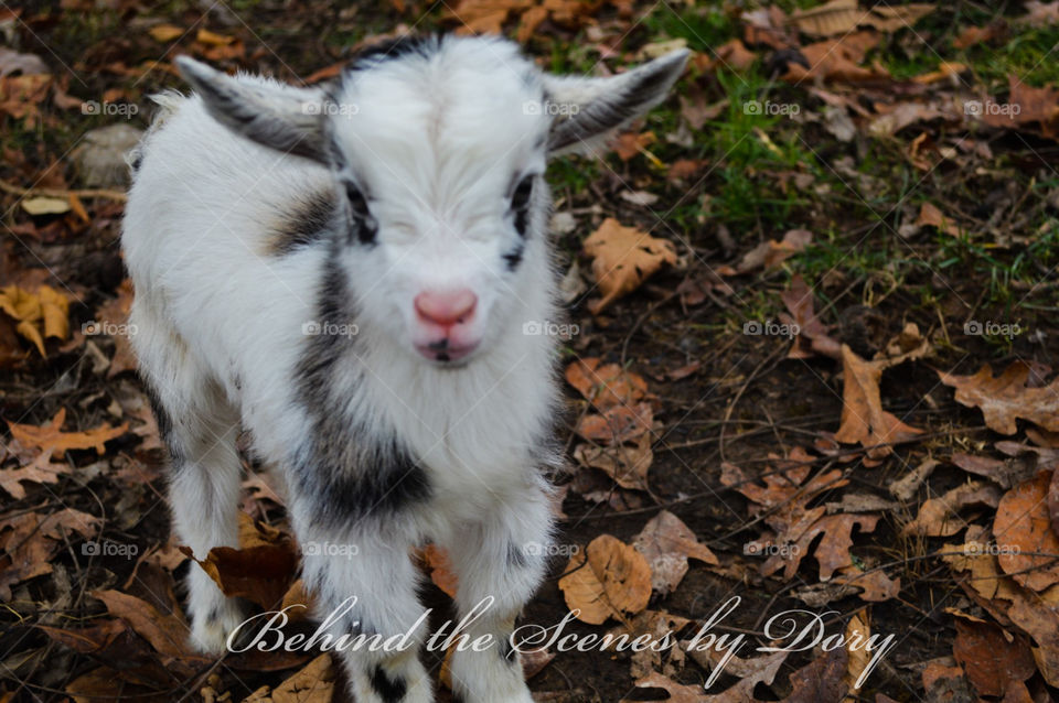 New baby goat 