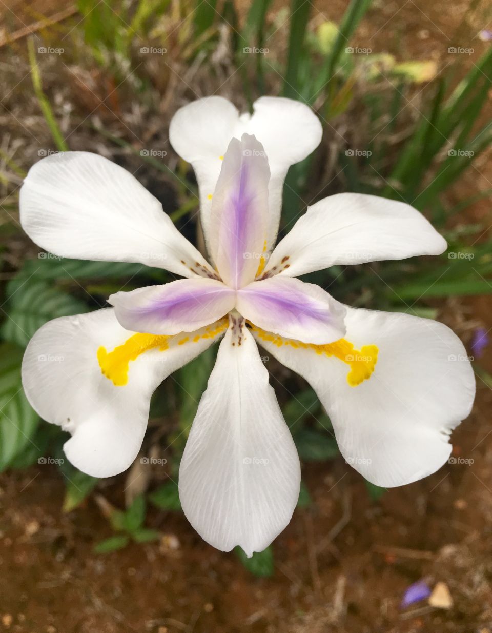 A beautiful exotic plant, whose flower tries to be asymmetrical.  Live nature and its forms! / Uma bela planta exótica, cuja flor tenta buscar ser assimétrica. Viva a natureza e suas formas!