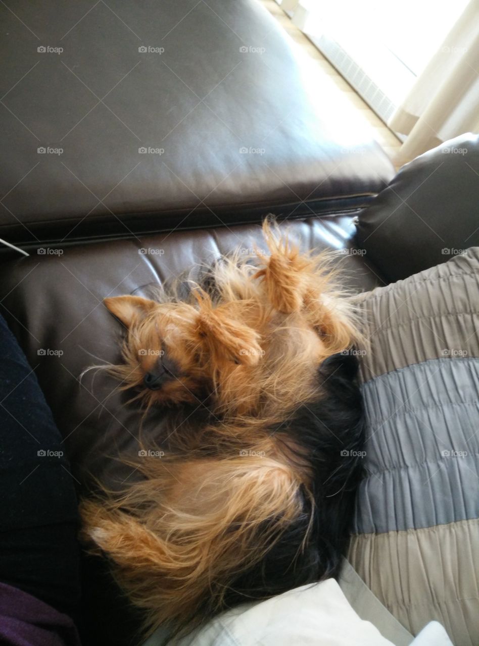 Sleeping Yorkie