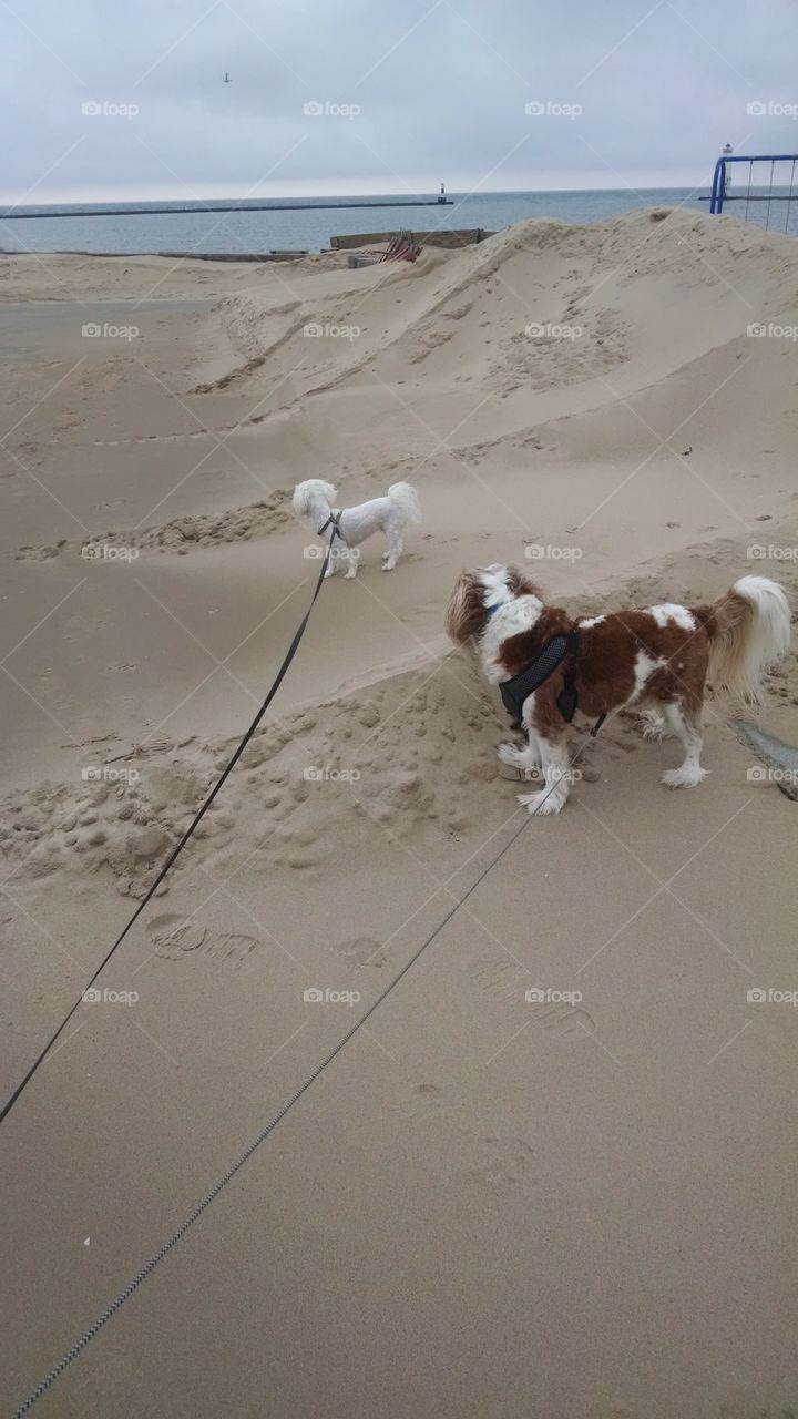 dogs looking faraway. sandy beach in Frankfort Michigan