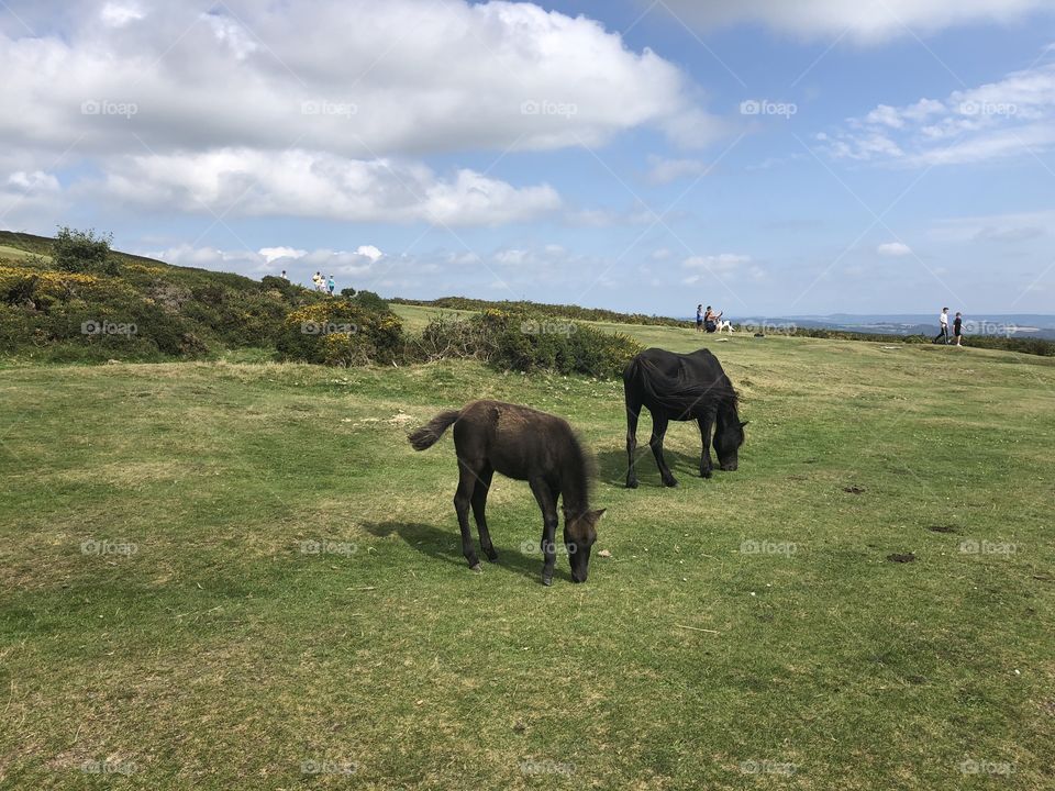 Dartmoor National Park is not complete without the sightings of its beautiful ponies, here is one such sighting.