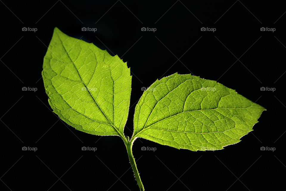 Green leaves