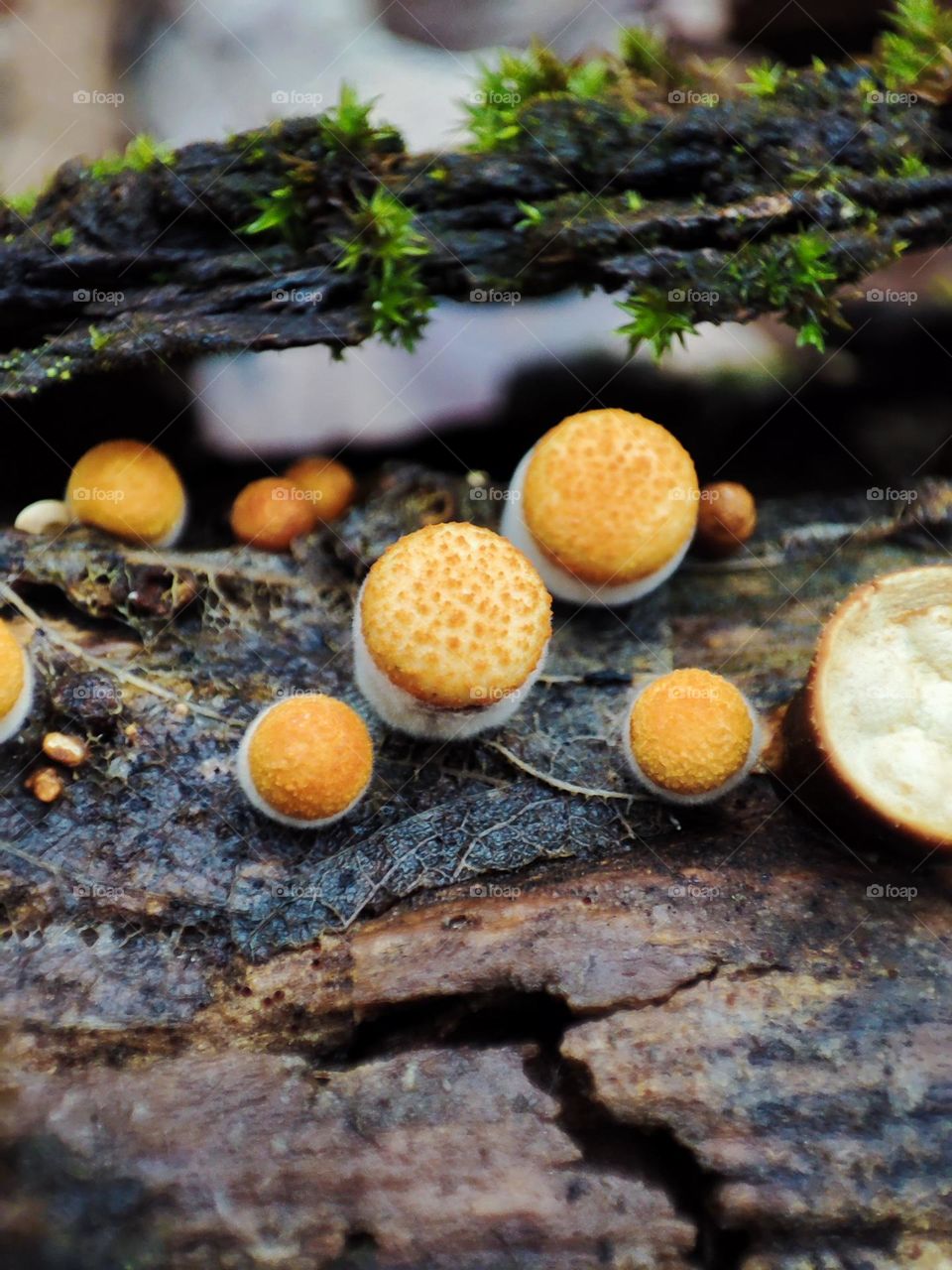 Wild mushrooms Crucibulum laeve macro photography. Fungi, nature, macro mushrooms photo
