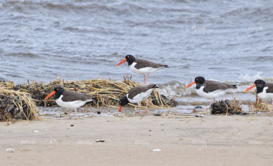 Oyster catchers on the Jersey Shore