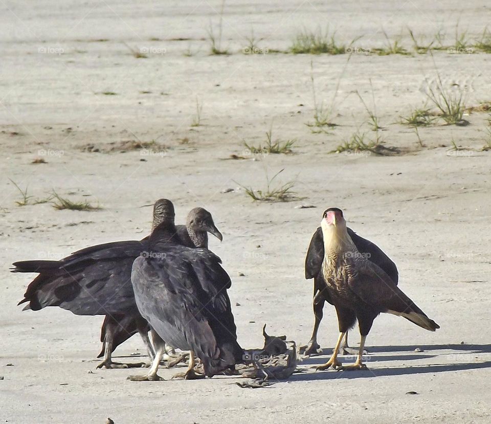 birds in food's time