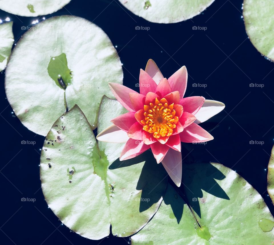 Lily pads