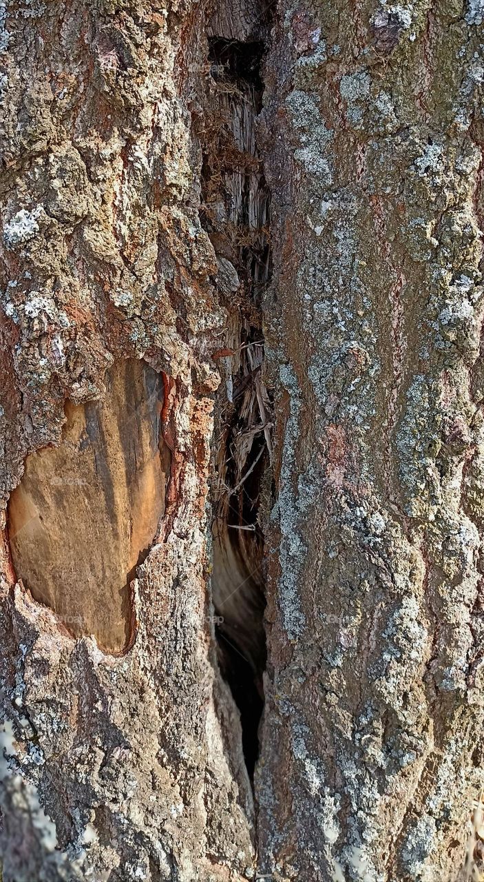 wooden bark tree close up