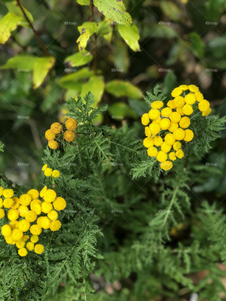 Common tansy (Tanacetum vulgare) is a perennial & is an invasive weed in Western Canada. It over-competes native species due to its prolific spread primarily through seed dispersion. Seeds from this plant can remain viable for 25 years. 