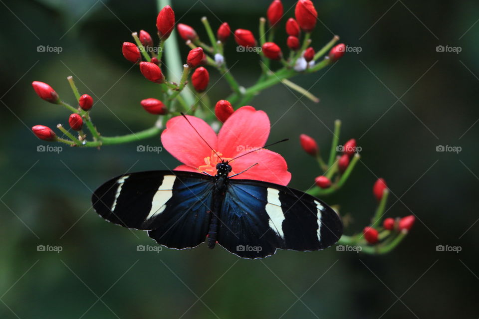 butterfly and flower