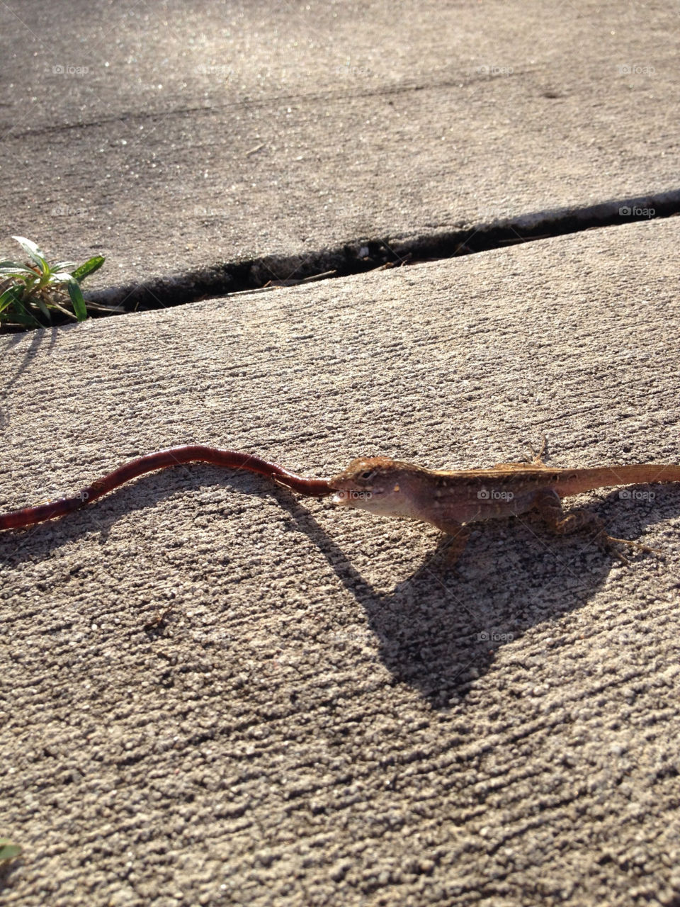 lizard sidewalk attack feast by ahhhe