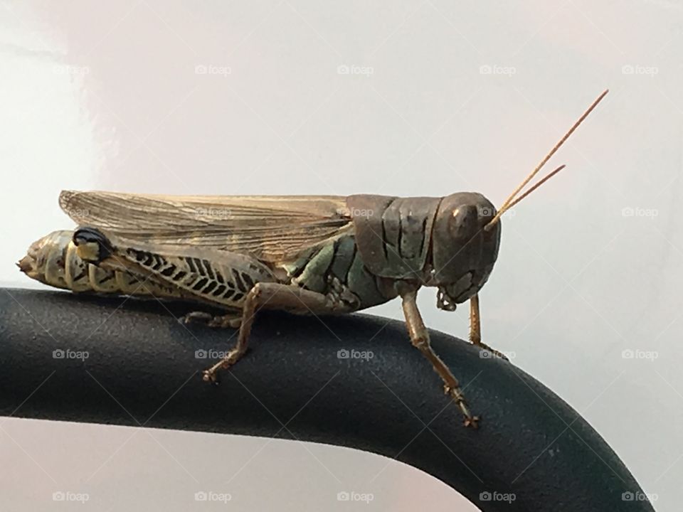 The galant grasshopper 