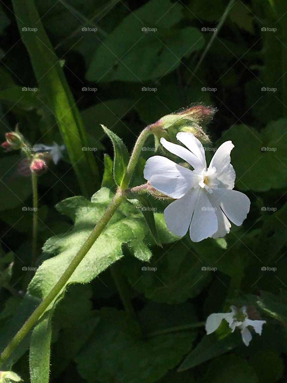 Wild white flower in morning sunshine 