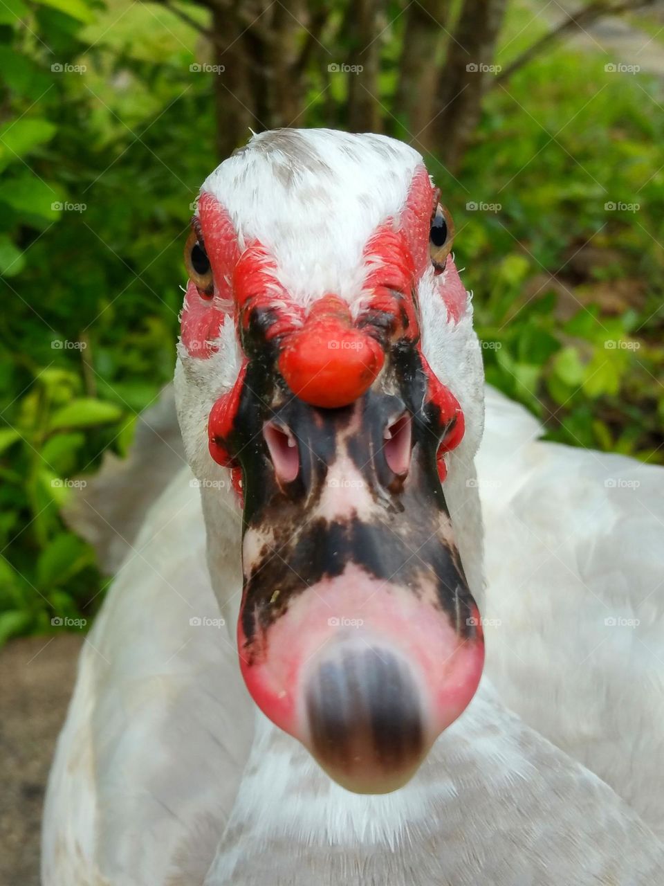 Male Muscovy duck close-up