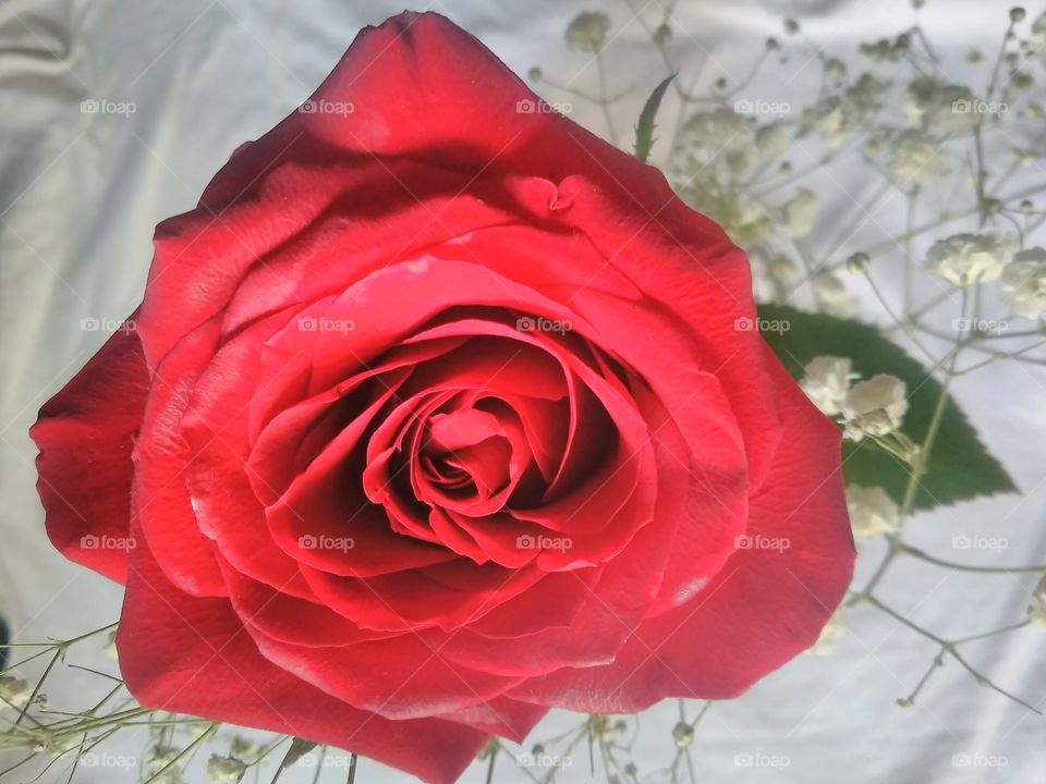 Lovely Rose