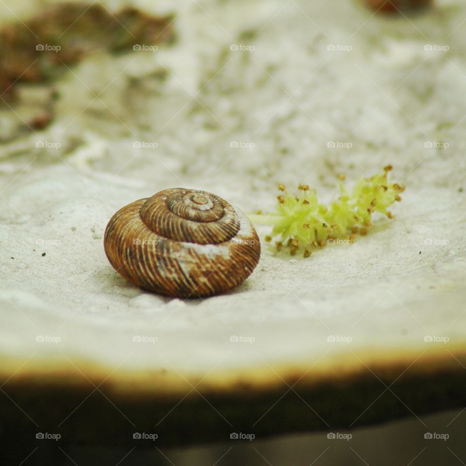 snail still-life