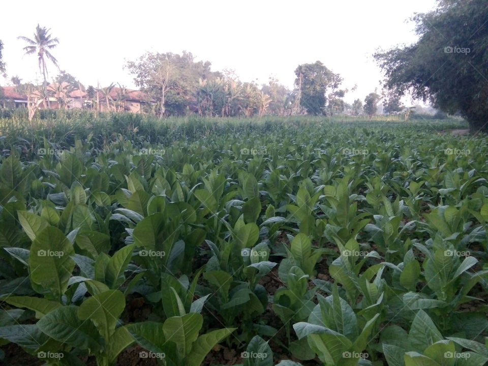Very beautiful view..this is the tobacco tree