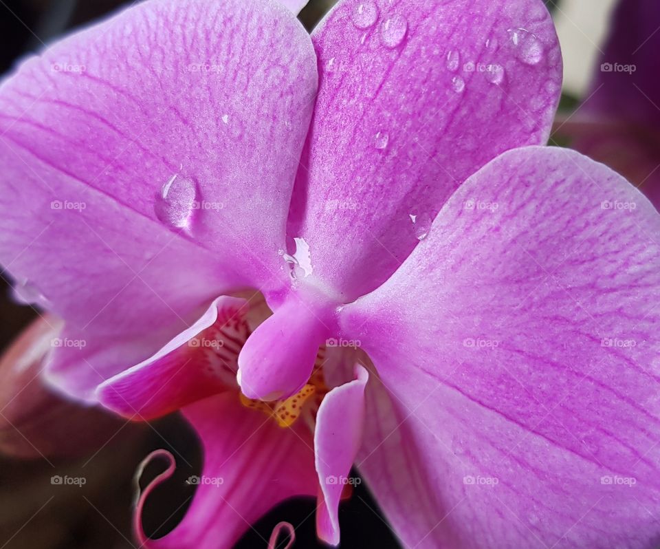 Orchid