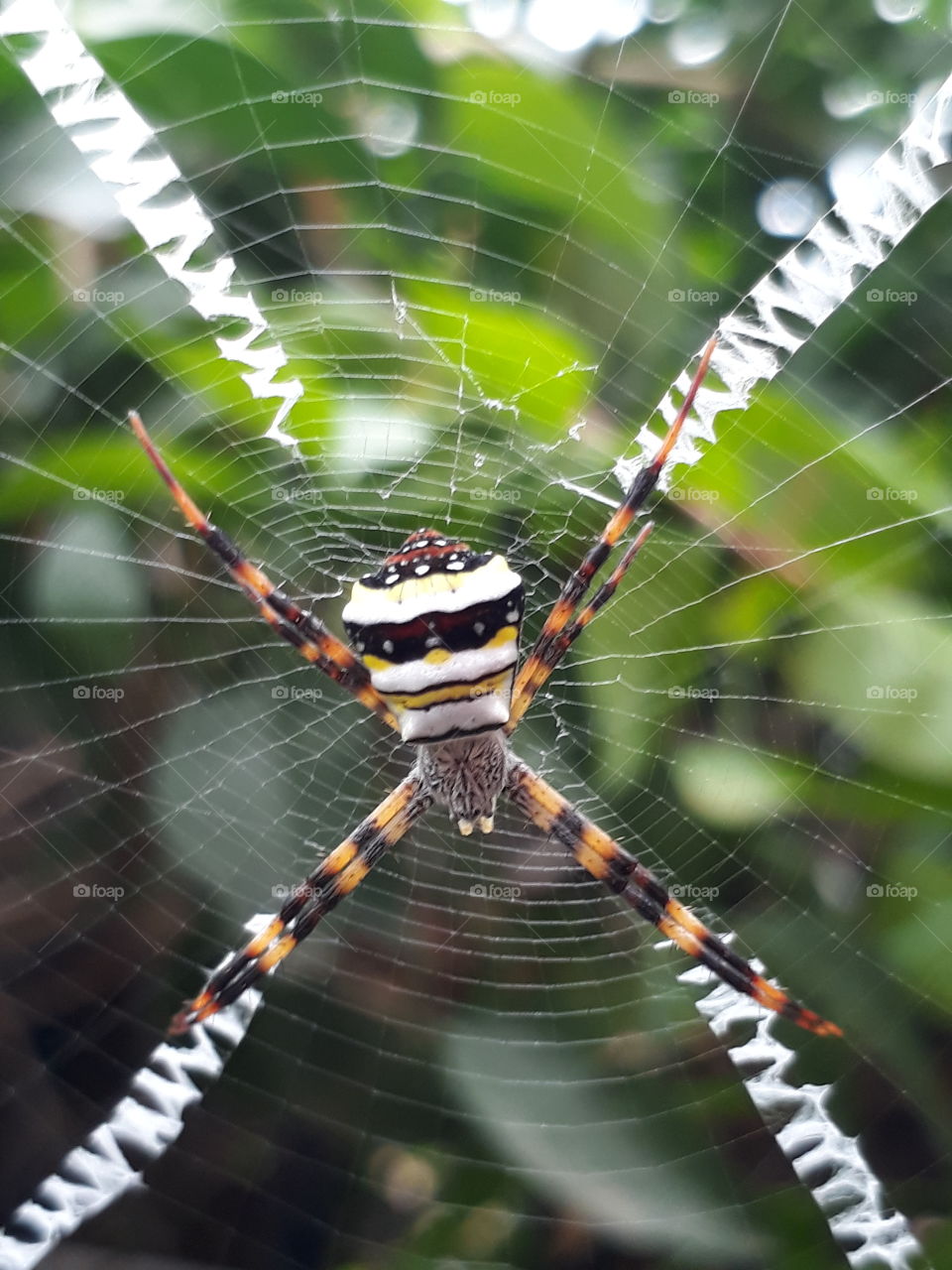 Spider and web