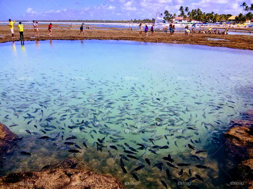 Tour on a natural pool at low tide