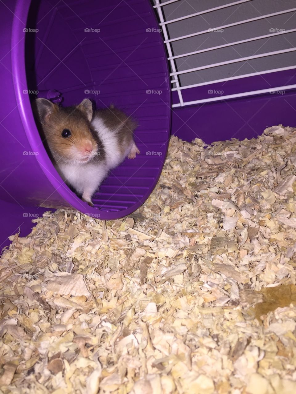 my little teddy bear ❤️