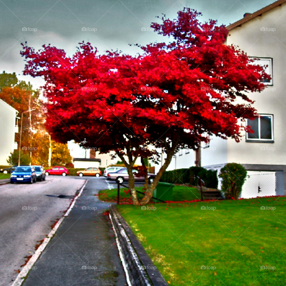 Red leaves