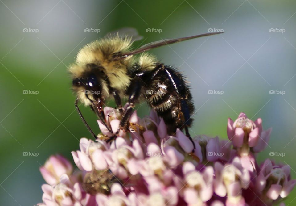 Carpenter Bee on pink flowers 