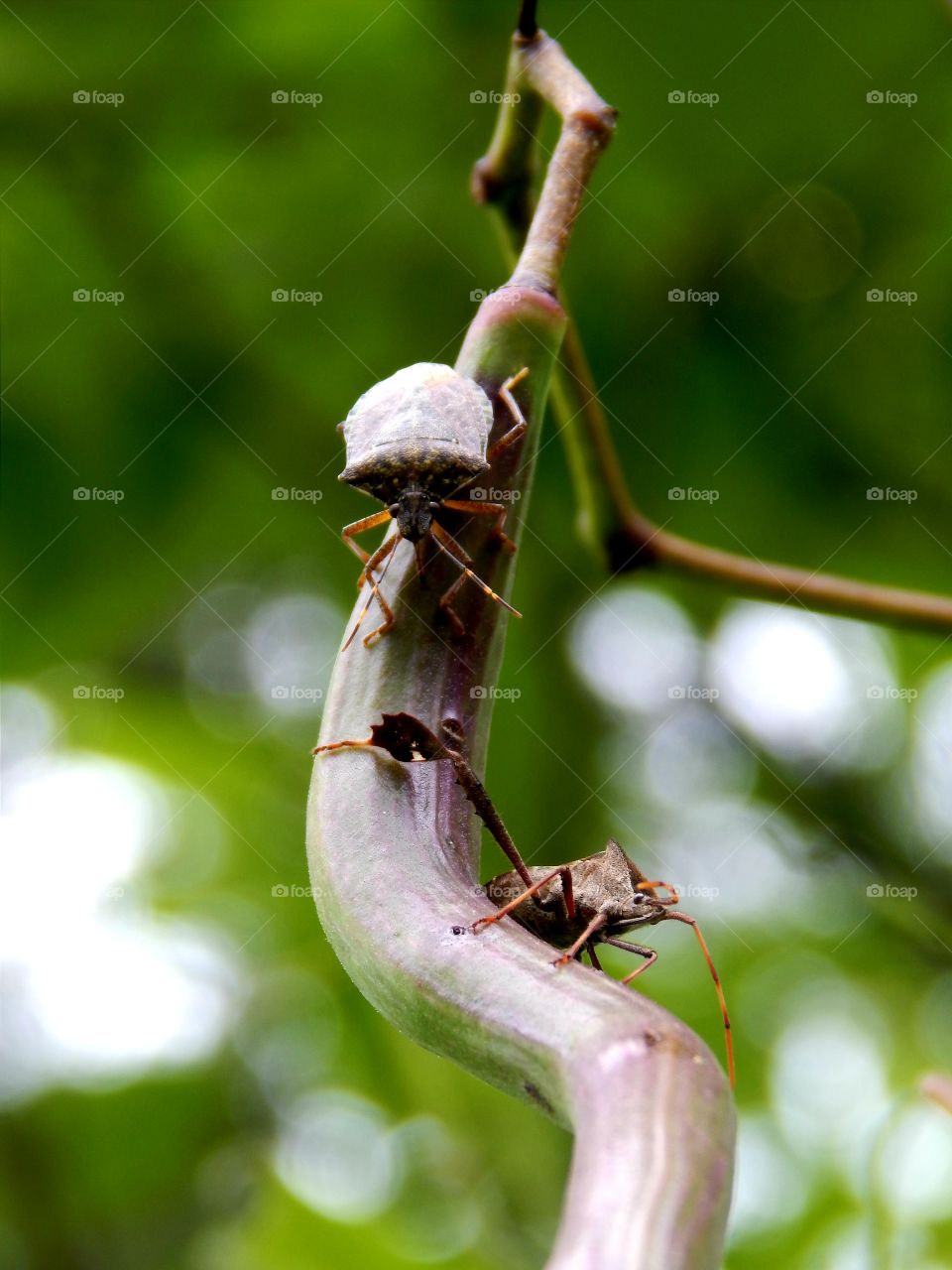 close up of two stink bugs on a limb