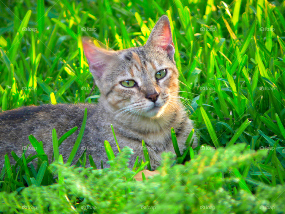 The cat on the grass