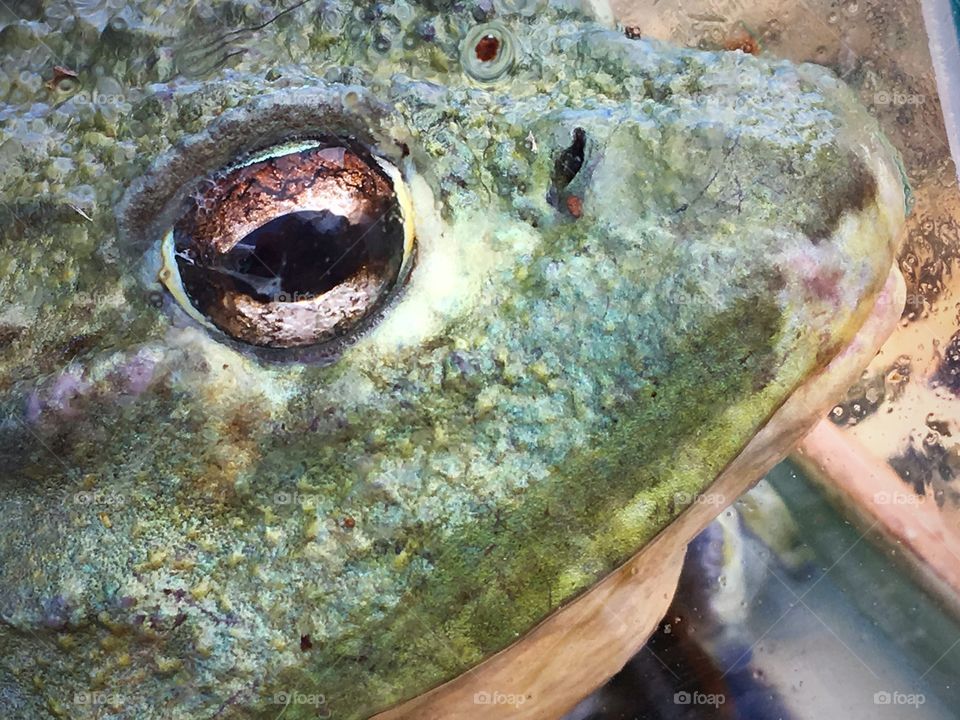 Micro details of a frog 