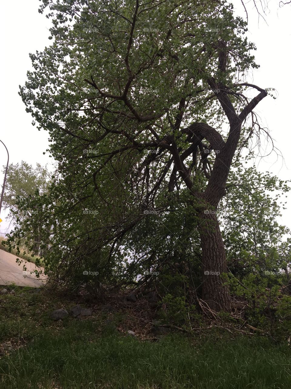 This old, tall tree along a path in Medicine Hat, Alberta, Canada, was cool looking as it is bent out of shape, looks like me somedays ha ha