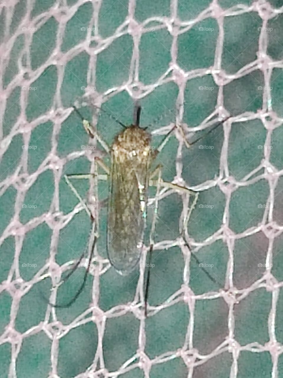 Mosquito🦟  funny tiny Dracula👹