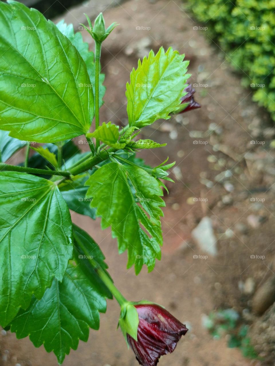 Click Here To Beauties