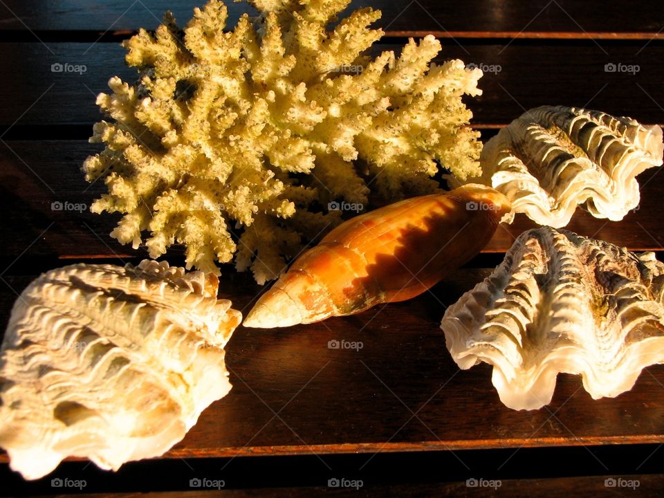 Shells found while snorkeling. Shells found while snorkeling in Bora Bora