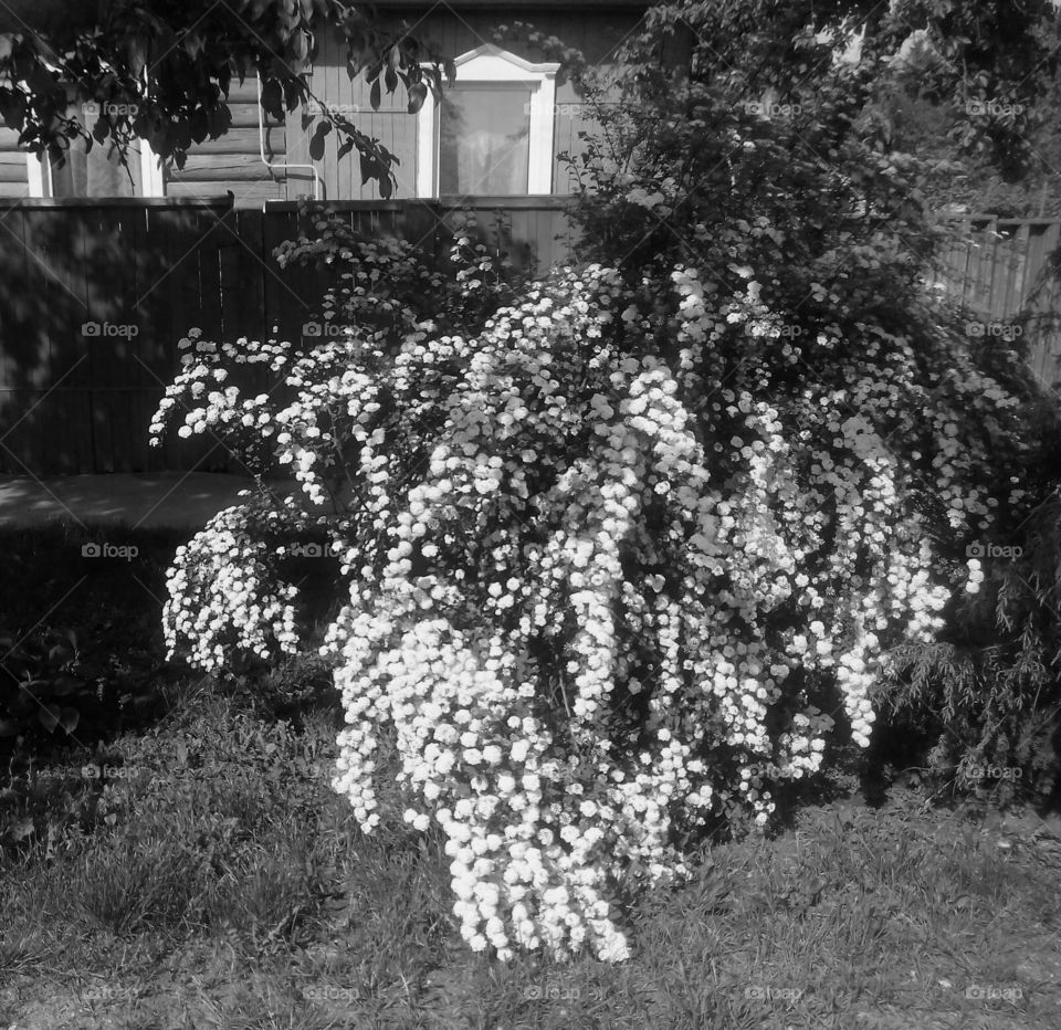 Flower, No Person, Tree, People, Cropland