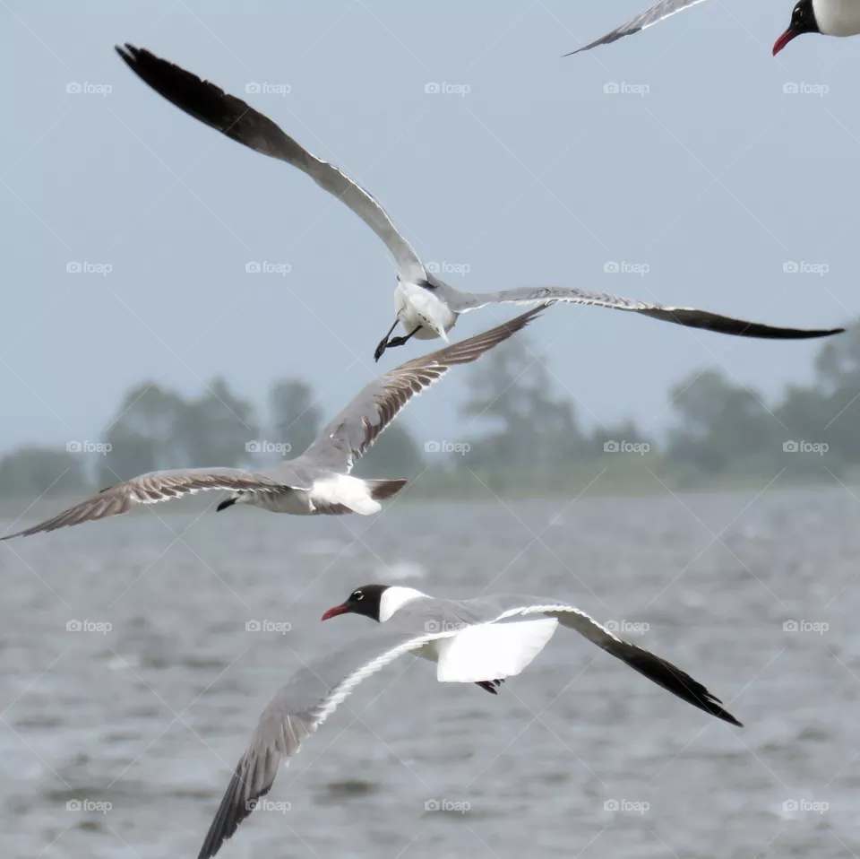 seagulls