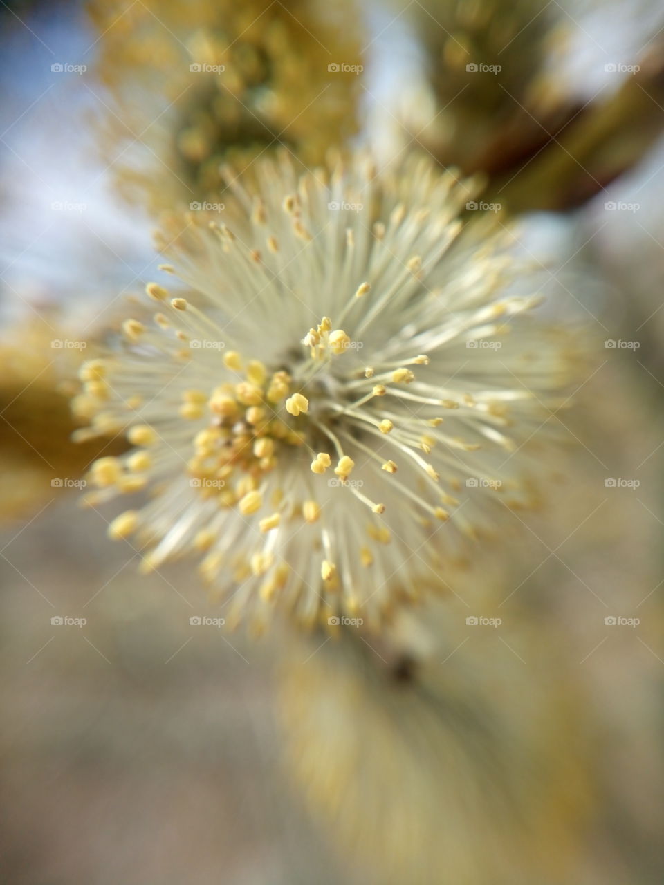 spring flowers macro