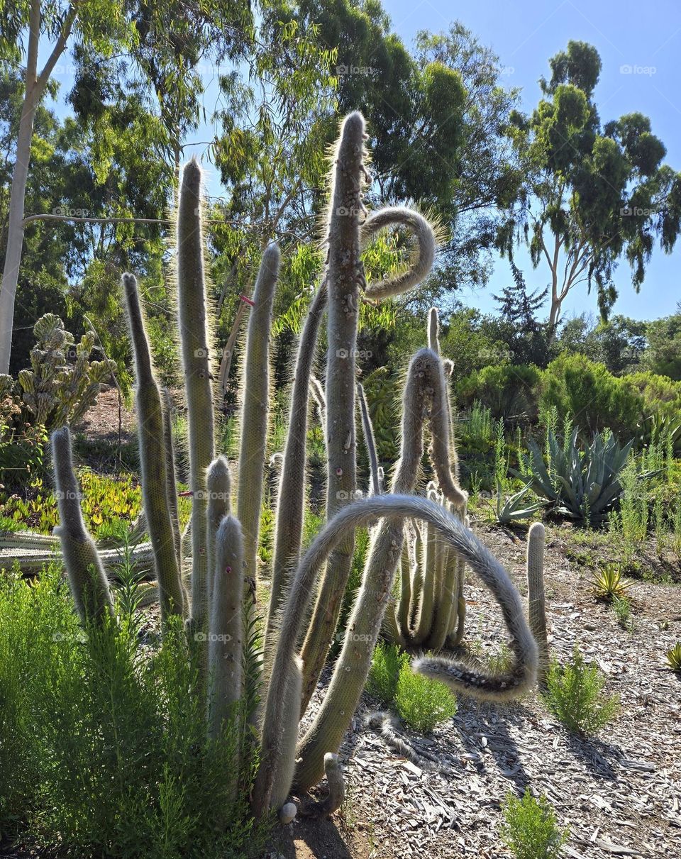 Alta Vista Botannical Garden