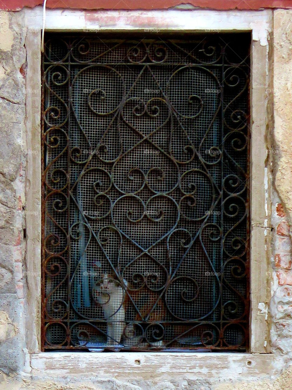 cat looking out window