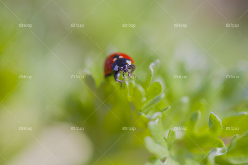 ladybird in green world