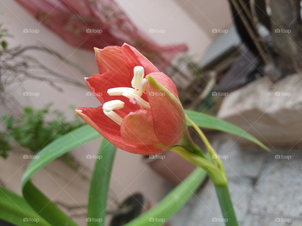 red Lilly striped Barbados flower pink colour looks very beautiful generally found everywhere fresh seasonal looking very beautiful