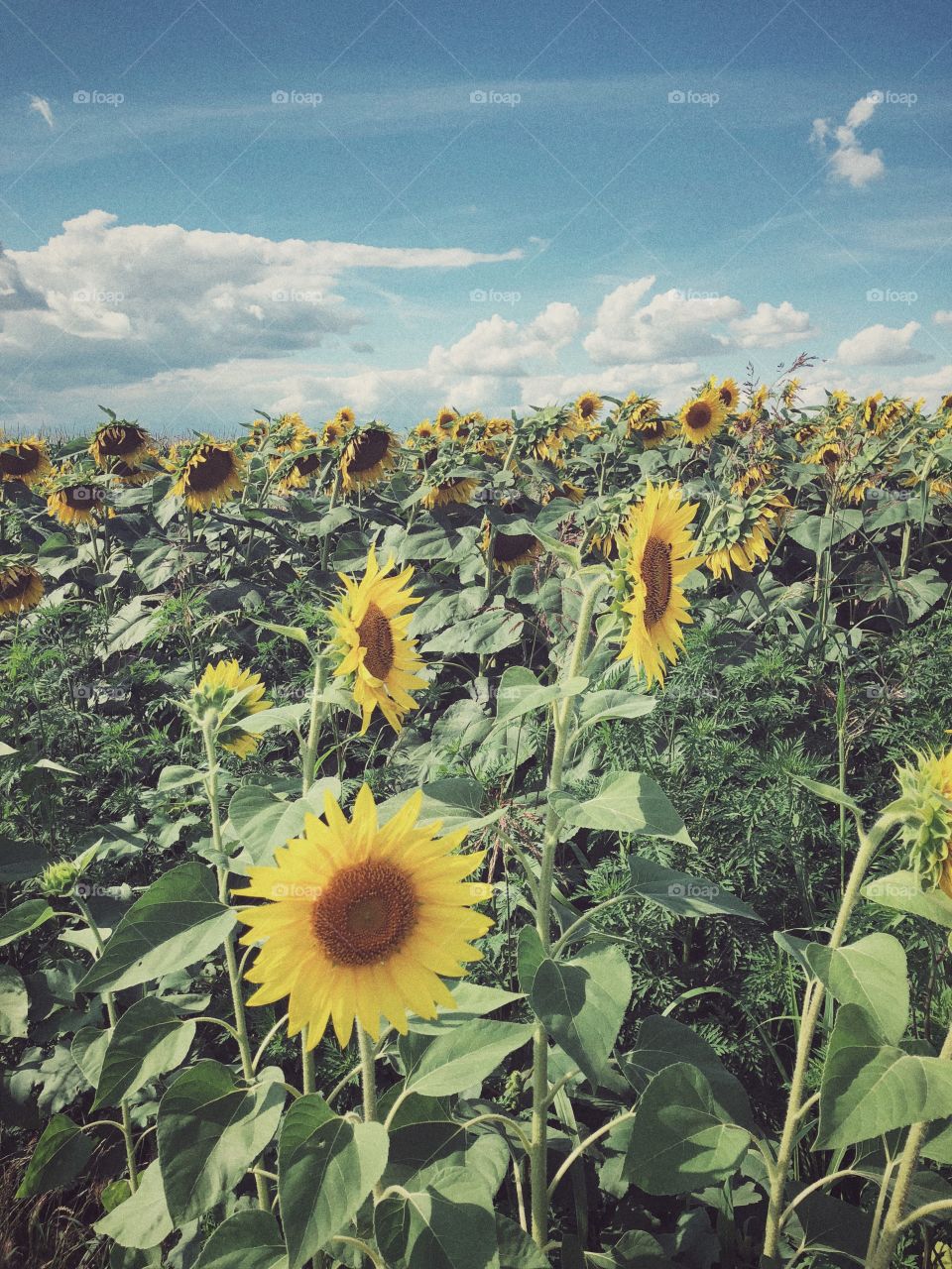 Those precious summer days. The sky, the sunflowers, blue and gold. And a lots and lots of green. 