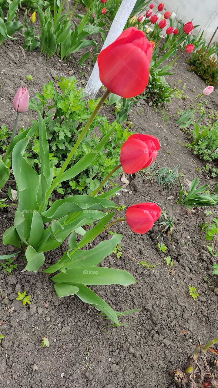 Red tulips