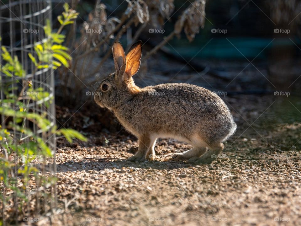 A desert cottontail rabbit scoots across an open area in a riparian preserve, stopping just long enough to pose for a photo