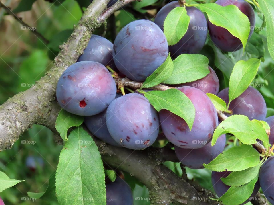 Ripe plums