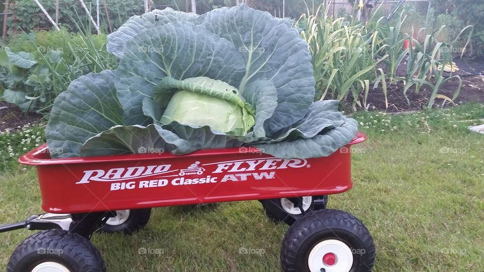 huge cabbage