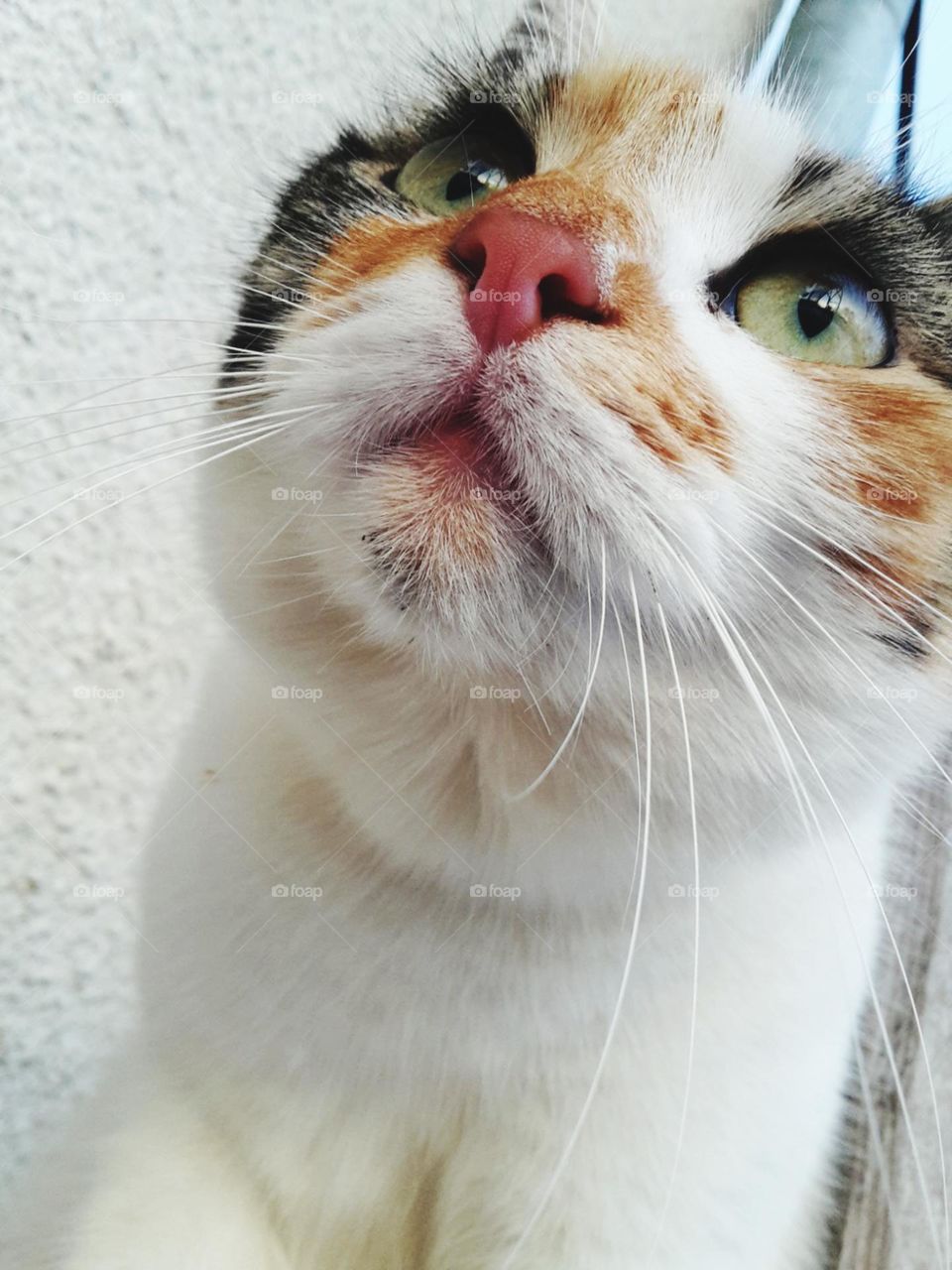 close-up cat