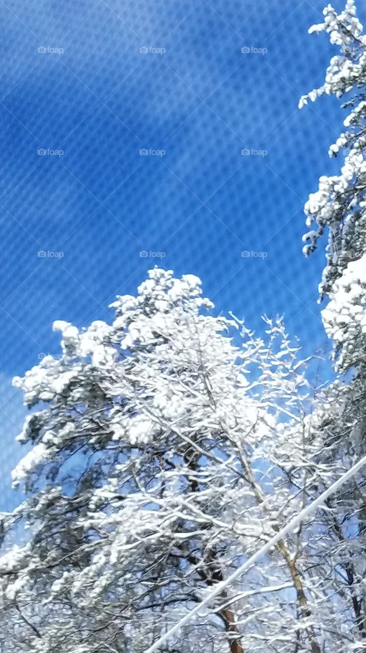 snow on the trees through the screen on my porch