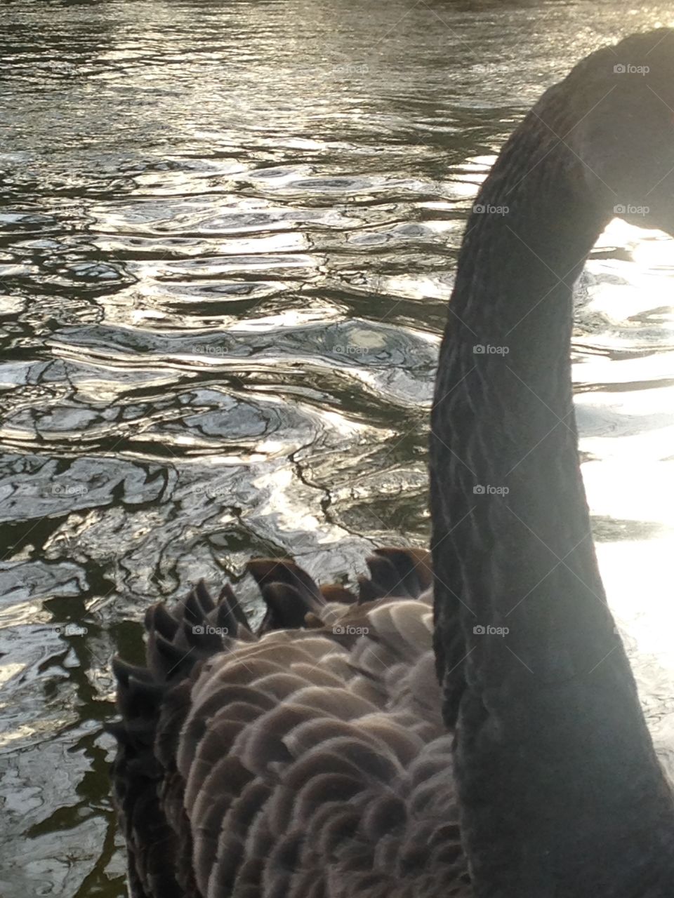 Swan in the Serpentine lake. Hyde park, London