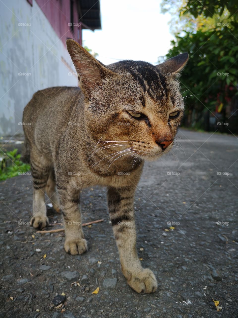 Street cat homeless